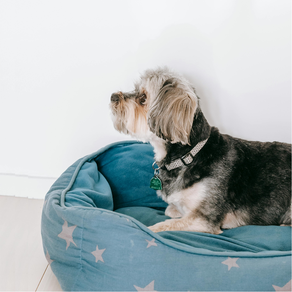 Pet Beds